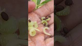 amazingfacts farming gardening botanyplantsplant biology flora amazing plants [upl. by Clementina198]