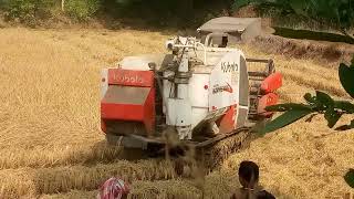 kalahandi dhan cutting kubota harvestar king 2 viralvideo kalahandi odisha [upl. by Laeria]