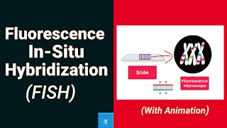 Fluorescence insitu hybridization  FISH with animation [upl. by Halilad]