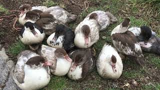 Muscovy Ducklings growth  57 to 63 days old [upl. by Legir490]