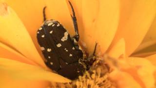 Brown Flower Beetle Glycyphana stolata [upl. by Zerat103]