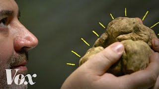 Why truffles can cost 2500 per pound [upl. by Norha]