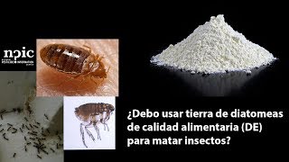 ¿Debo usar tierra de diatomeas de calidad alimentaria DE para matar insectos [upl. by Ahola]