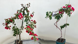 Pruning and shaping Bougainvillea [upl. by Ri]