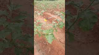 Brinjal plants Spray actara  best medicine best quality best benefits farmers [upl. by Osei]