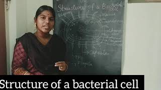 Bacterial cell structure தமிழில்  Part 1 Beginners must watch [upl. by Nivre]