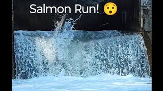 Salmon Run at Bowmanville nature salmonrun fishing livestream [upl. by Ellehcim]