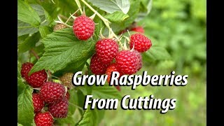 How To Grow Raspberry Bushes From Cuttings Easy and Free [upl. by Aivatnuahs]