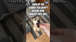 Snack Attack Sum amp Pixie’s Yummy Treat🍪🔈dogsofyoutube hungry mustwatch dogshort snackattack [upl. by Lehman339]