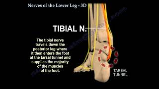 Nerves Of The Lower Leg 3D anatomy [upl. by Yemirej]