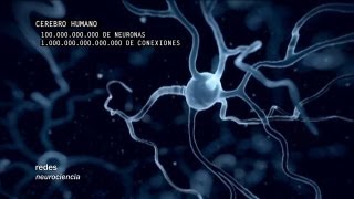 Redes 160 Cómo se conectan las neuronas  neurociencia [upl. by Roath510]