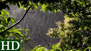 Rain Sounds and Forest Sounds  Relaxing Sleep [upl. by Richardson]