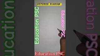 Nephron diagram easy hindi song hindisong motivation [upl. by Rasmussen]