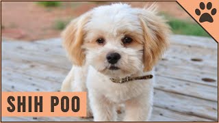 Shih Poo  Poodle  Shih Tzu Mix [upl. by Nyleuqaj]