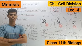 Meiosis  Stages Of Meiosis  Cell division [upl. by Ivets865]