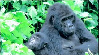 Gorillas doyouknownature [upl. by Dettmer]