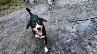 Entlebucher dogs walk in the forest with friends shepher and labrador [upl. by Rusty320]