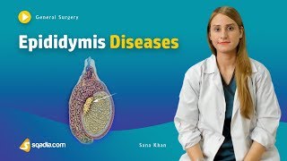 Epididymis Diseases  Surgery Video Lecture  Medical Online Education  VLearning™ [upl. by Nasah]