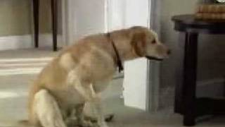 Funny Dog Commercial [upl. by Thier]