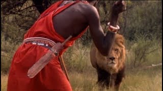 Masai in Kenya kills a big male lion with their spears [upl. by Joya688]