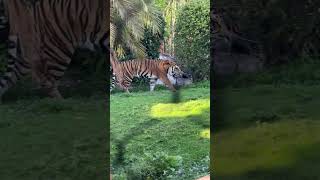 Tiger Roaring at Disney’s Animal Kingdom [upl. by Eiramlatsyrk]