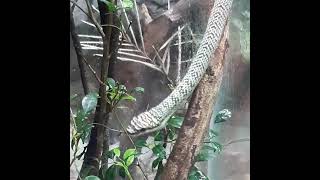 Golden Tree Snake  Singapore Zoo [upl. by Cagle997]