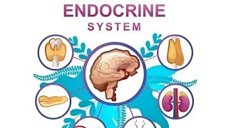 Endocrine System Nursing Introduction Part  1 [upl. by Yelyk587]