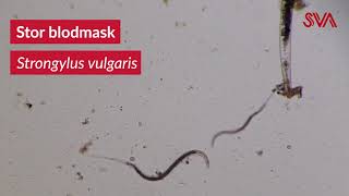 Stor blodmask Strongylus vulgaris [upl. by Durkin]