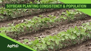 Soybean Planting Population and Consistency From Ag PhD 1093  Air Date 31719 [upl. by Enilhtak]