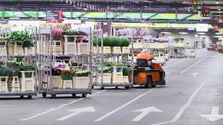 Werken bij Royal FloraHolland via Actief Werkt [upl. by Eenahc]