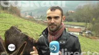 El burro encartado de Gordexola en EUSKADI DIRECTO [upl. by Sidonnie424]