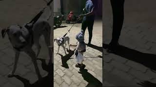 badrigadudalmatian dalmatianlover charlie777 baby teluguenglishhindisubscribe cutedog [upl. by Niahs]