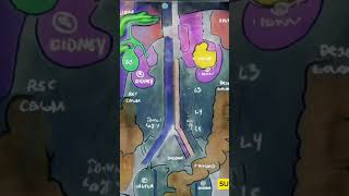 Abdominal Anatomy XRays Explained [upl. by Einobe]