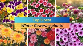 Top 5 best winter flowering plants  easy to care winter flowering plants at home [upl. by Ssilb109]