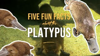 Five Fun Facts about the Baby Platypus [upl. by Zacharie]