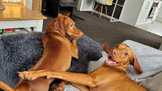 Vizslas fun packed weekend  part 1 [upl. by Suirtimed]