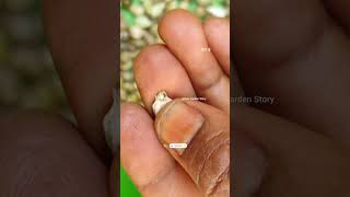 Vaijayanti Ka Paudha🦚Shri Krishna🙏Vaijayanti Ke Phool🌸Vaijayanti Mala✨ashasgardenstoryshorts [upl. by Tobye]