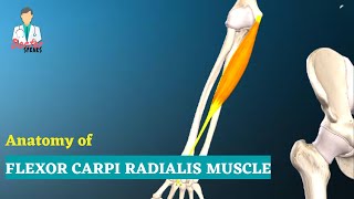 Flexor Carpi Radialis Muscle Anatomy  Superficial Muscle of Anterior Forearm  Doctor Speaks [upl. by Ardna]