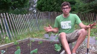 How to Grow Okra  Complete Growing Guide [upl. by Yelyah]