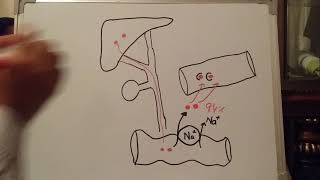 Enterohepatic circulation of bile salts by zeshan shigri ISM [upl. by Ostraw]