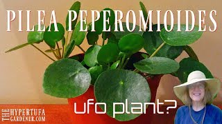 Pilea peperomioides  Finally Got One Now I Have 5 😁 [upl. by Ansel861]