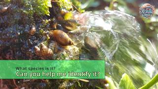 Tiny snails in pond fountains Are they any good [upl. by Eichman]