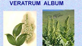 VERATRUM ALBUM  ΑΝΤΙΜΕΤΩΠΙΣΗ ΟΞΕΩΝ ΚΑΤΑΣΤΑΣΕΩΝ ΜΕ ΟΜΟΙΟΠΑΘΗΤΙΚΗ [upl. by Bergeman]