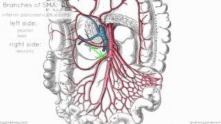 Superior Mesenteric Artery  Anatomy Tutorial [upl. by Narine322]