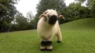 Valais Blacknose Sheep [upl. by Piper]