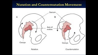 Nutation and Counter Nutation Of The Sacrum Iliac Joint [upl. by Arimlede]