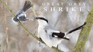 Great grey SHRIKE  butcher bird [upl. by Sonni]