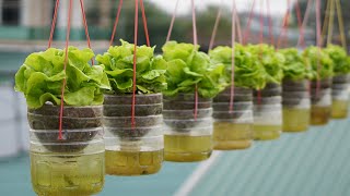 Hanging Garden Growing Lettuce Without Watering High Productivity [upl. by Yeltrab]