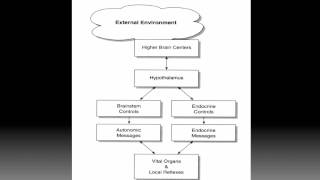 Lecture 42 Neurobiology of Stress [upl. by Ayet]