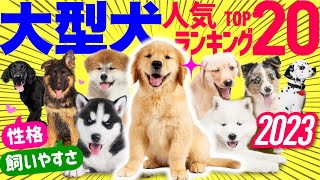 【2023年】大型犬 人気ランキング❤️性格や飼いやすさも紹介！ [upl. by Smukler]